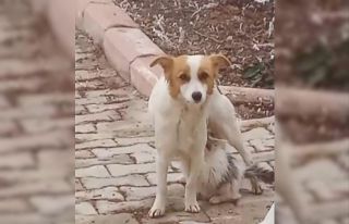 Yavru kediyi ‘Çiko’ isimli depremzede köpek...