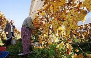 Yeni yılın ilk sofralarını Manisa’nın üzümü...