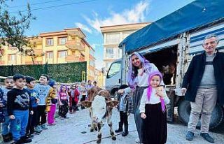 Yerli Haftası’nı okula getirdikleri ‘inekle’...