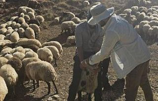 Yüksekova’da 62 köyde aşı ve kimliklendirme...
