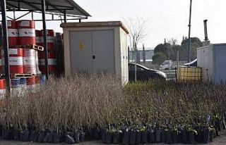 Yunusemre Belediyesi fidan dağıtacak