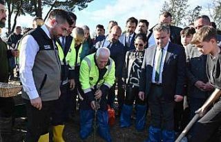 Zeytin fidanları toprakla buluştu