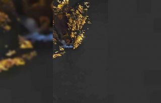 Zonguldak’ta su samuru görüntülendi