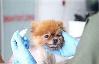 2024’te can dostların derdine deva hastalığına...