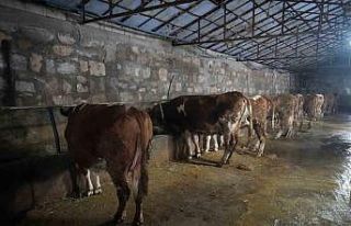 80 bin buzağıdan 5 milyar TL gelir bekleniyor