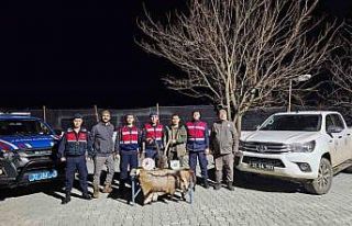 8 yaşındaki yaban keçisi avına 755 bin TL ceza