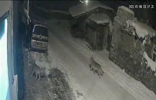 Aç kalan kurtlar köye indi