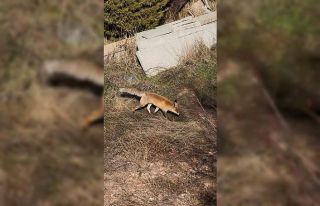 Aç kalan tilki mezarlıklara kadar indi