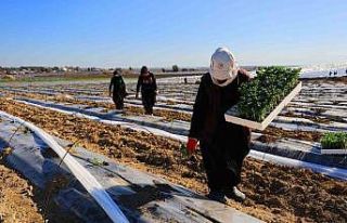 Adana’da karpuz fideleri toprakla buluştu