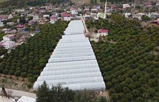 Adana’da mahallede 400 metrekareyle başlayan seracılık...