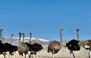 Ağrı Dağı eteklerine kurulan deve kuşu çiftliği...