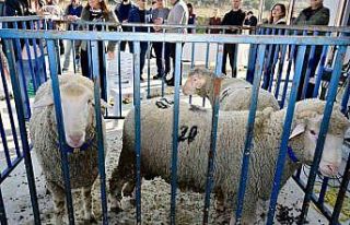 Aliağa’da 50 adet damızlık koç, yetiştiricilere...