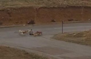 Ankara’da başıboş köpekler yere yatırdıkları...