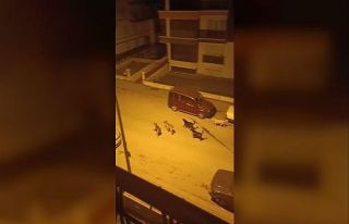 Ankara’da mahalleli başıboş köpekler nedeniyle...