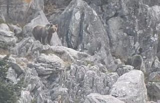 Antalya’da kış uykusuna yatmayan ayılar böyle...