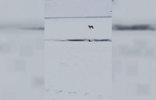 Ardahan’da arazide leşle beslenen kurt görüntülendi