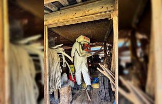 Artvin’de kahverengi kokarca böceğine karşı...