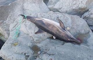 Artvin’in Arhavi ilçesinde kuyruğuna ağ dolanan...