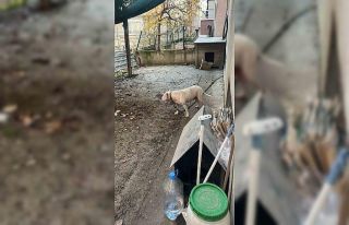 Avcılar’da ağızlıksız gezdirilen pitbull köpek...