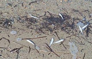 Aydın’da ölü balıklar yine kıyıya vurdu