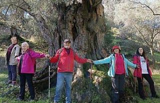 Aydınlı doğaseverler asırlık zeytin ağaçlarının...