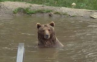 Ayı firarda...Milli parklar ve bölge sakinleri alarmda