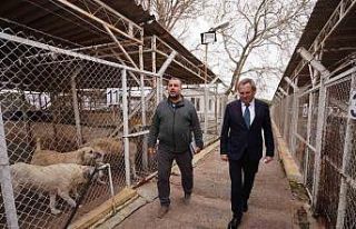 Ayvalık Belediyesi sokaktaki can dostların da yanında