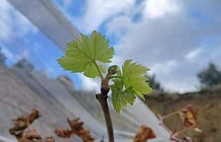 Bağlarda erken uyanma devam ediyor