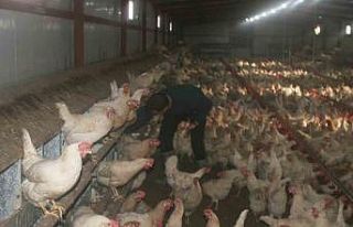 Bahçesinde hobi olarak başladı, şimdi 3 bin adet...