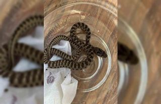 Bahçesinden zehirli engerek yılanı çıktı, kavanozla...