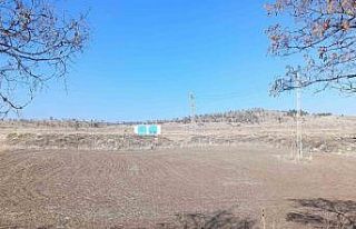 Başıboş köpekler sürüden ayrılan koyunlara...