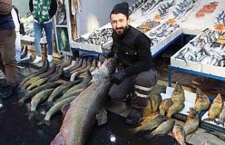 Batman’da dev turna balığı tezgahta sergilendi