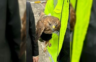 Batman’da yaralı halde bulunan kızıl şahin tedavi...