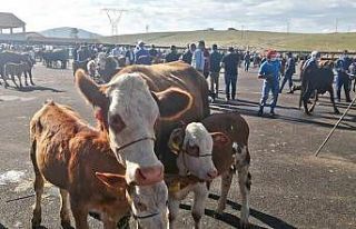 Bayburt şap karantinası sonlandırıldı
