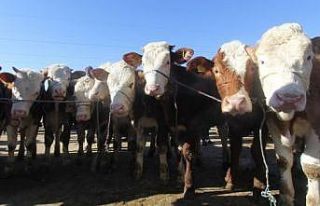 Bayburt’ta canlı hayvan nakli yapan nakil aracı...