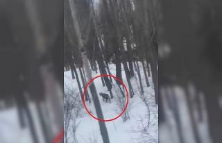 Bayburt’ta karlı ve ağaçlık arazide vaşak görüldü