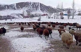 Besicilerin kar altında zorlu mesaisi