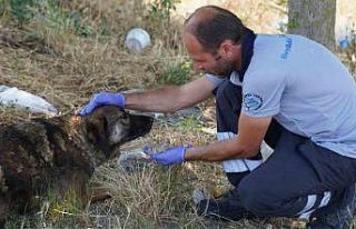 Beylikdüzü’nde 2024 yılında 3 bin 150 hayvanın...