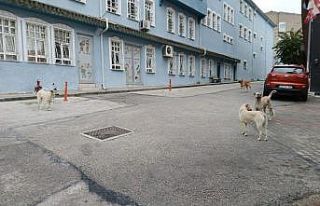 Bilecik’te başıboş köpekler yüzünden vatandaşlar...