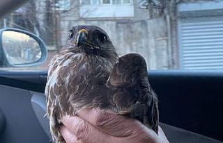 Bitkin halde bulunan kızıl şahin tedavi edildi