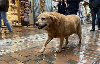 Bu köpekler her etkinlikte var