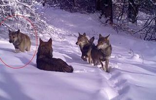 Bursa’da açık renkli kurt fotokapanlara yakalandı
