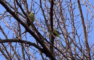 Büyükçekmece’de ağaçlarda görülen İskender...