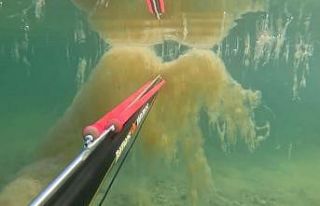 Büyükçekmece’de denizin dibinde korkutan müsilaj...