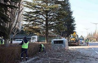 Büyükşehir ekipleri budama çalışmalarına devam...