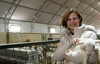 Büyükşehir üreticilere küçükbaş hayvan desteği...