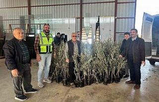 Büyükşehir’den Alanyalı üreticilere fidan desteği