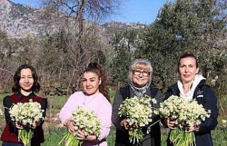 Büyükşehirden kadın üreticilere mis kokulu destek