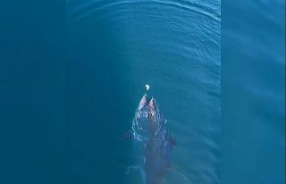 Çanakkale’de denizde dev orkinosu beslediler