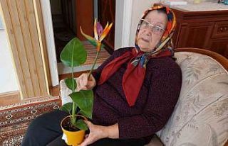 ’Canlı’ diye aldığı çiçek ‘plastik’...